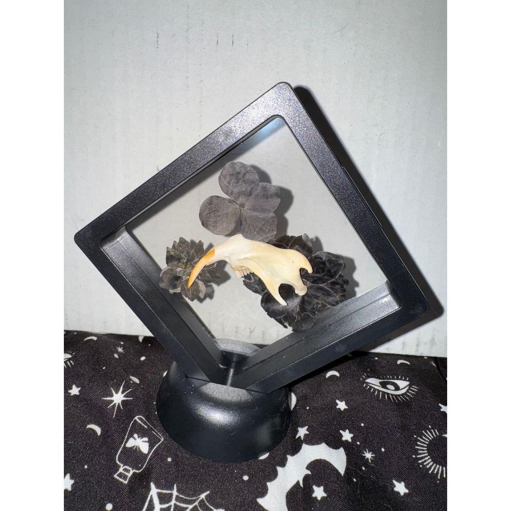 Muskrat‎ jaw floating frame taxidermy oddities art